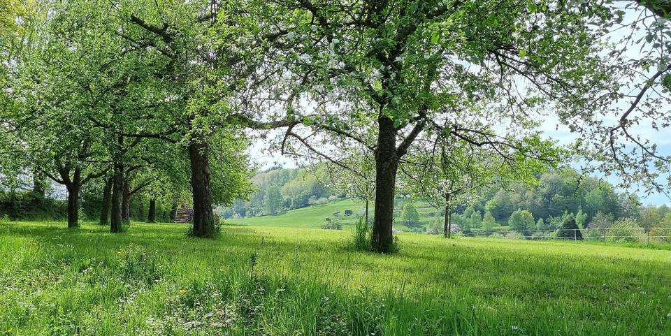 Charmantes großzügiges Fachwerkhaus, ein romantischer Garten und ein Hexenhaus, provisionsfrei – Bild 33