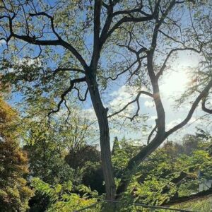 Start UPs Exklusive private Vermietung in Köln-Marienburg mit Dachterrasse
