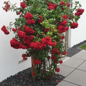 Freistehendes Einfamilienhaus