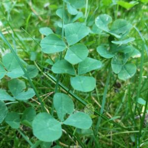 Traumgrundstück ohne Provision