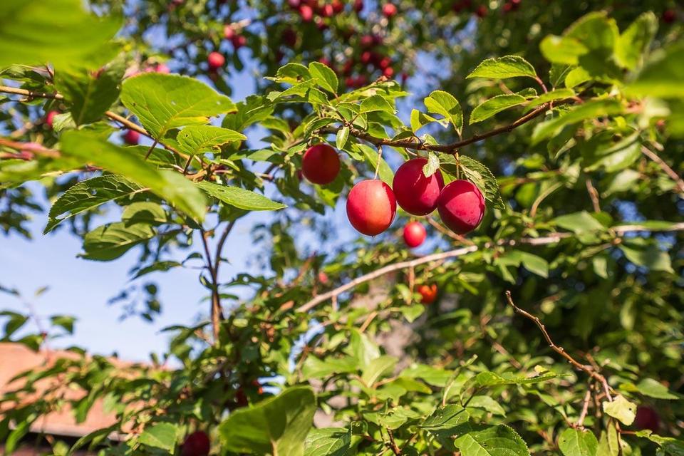 Attraktives MFH auf weitläufigem Grundstück mit großer Scheune - ruhig & renditestark – Bild 4
