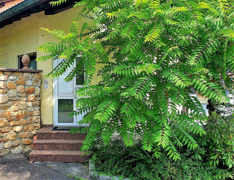 *Top Angebot* Exklusives Architektenhaus (3 Wohneinheiten) mit Garten u. Garage in Herten (Baden) – Bild 18