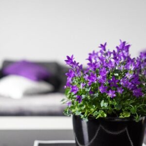 IHR GEMÜTLICHES ZUHAUSE ! Schnuckelige 2-Zi-Whg, WF 51 m², Chiemsee & Alpen