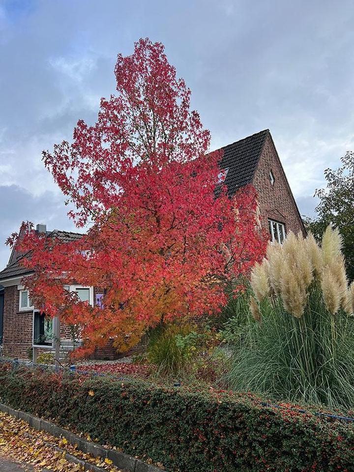Wunderschönes Rotklinkerhaus im Herzen von Hamburg-Nienstedten – Bild 16