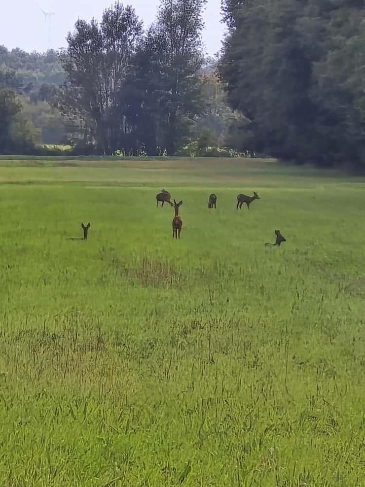 Traumhafte Haushälfte an der Elbe von Privat* Neubau* – Bild 5