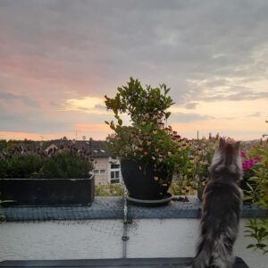 PENTHOUSE - STADTLAGE - ZWEI SONNIGEN DACH-TERRASSEN! + freier 1 Zimmer-Wohnung in Stadtlage