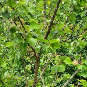 Kernsanierungsobjekt mit iSFP