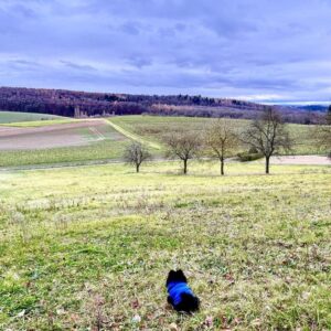 3-Zimmerwohnung mit Terrasse für die ganze Familie incl. Haustier
