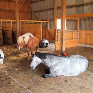 Gepflegter Pferdehof Aktivstall mit Halle und RP nahe Schweizer Grenze *keine Maklergeb*