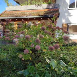 4,5 Zimmer Erdgeschosswohnung mit Traumgarten