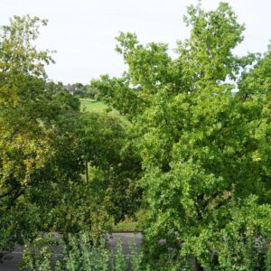 Tolle Aussicht ins Grüne