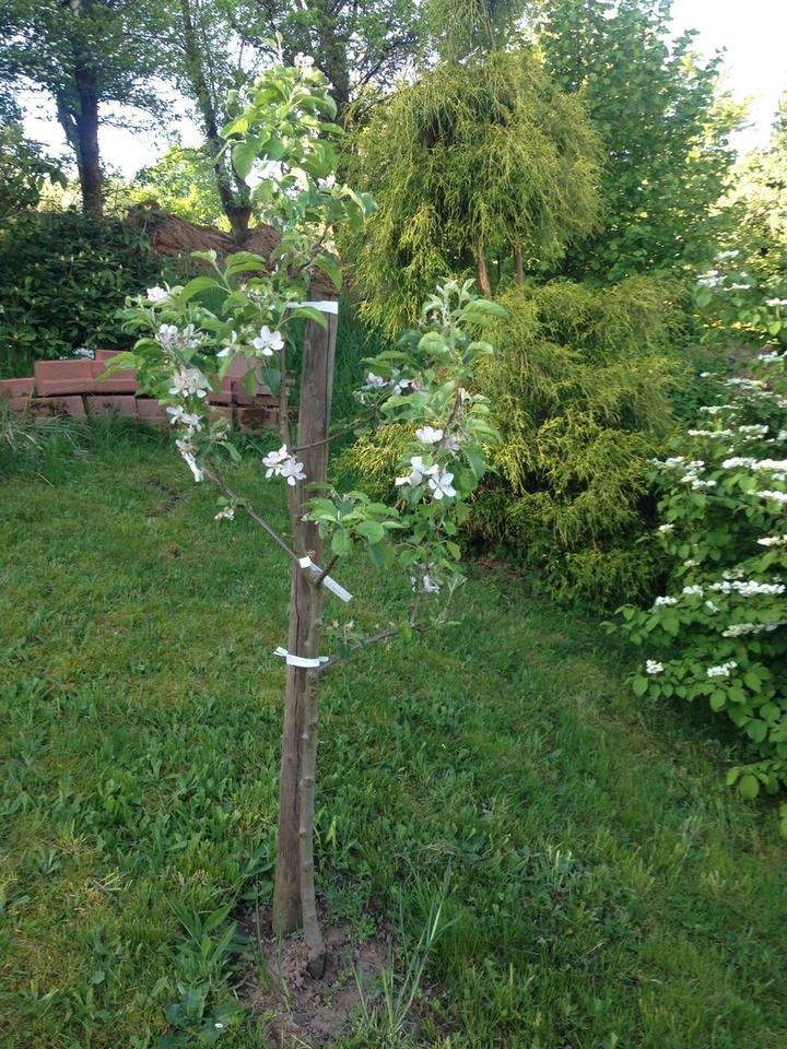 Romantisches Landhaus -ggf. mit zus. Bebauungsmöglichkeit- in Haibach- Grünmorsbach – Bild 22